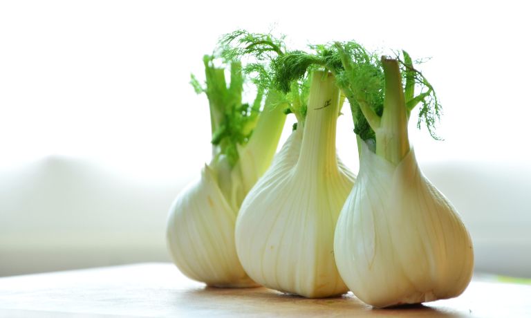 Fennel Bulb